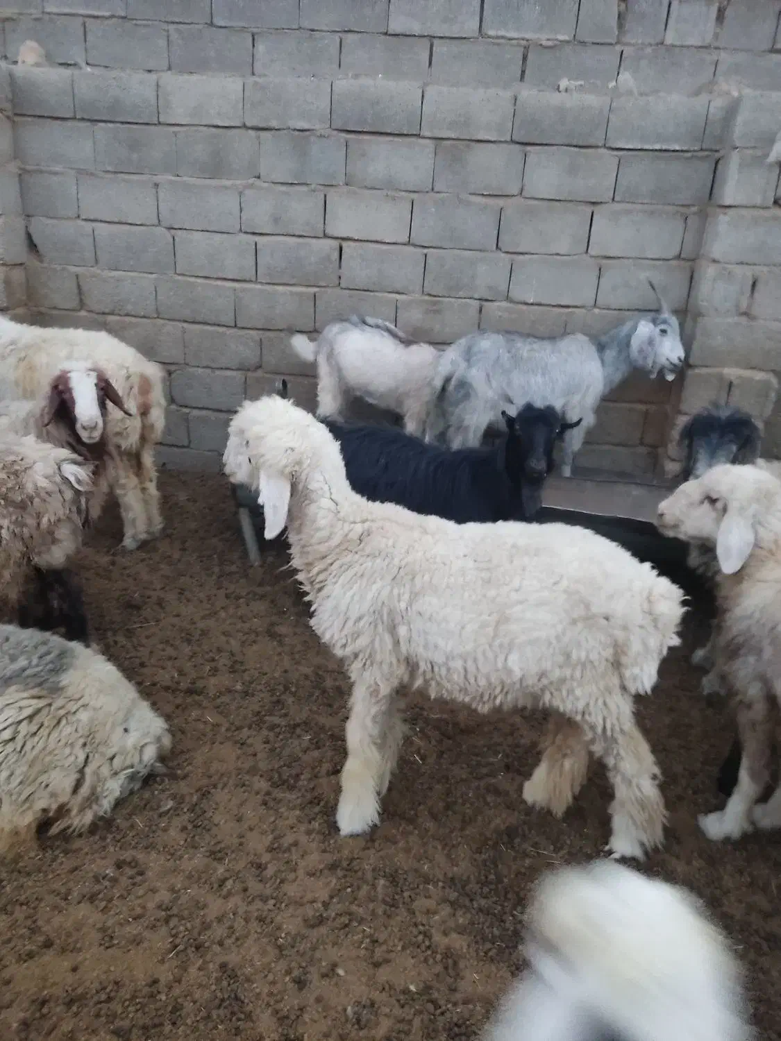 بره چاق درجه یک|حیوانات مزرعه|زرقان, |دیوار