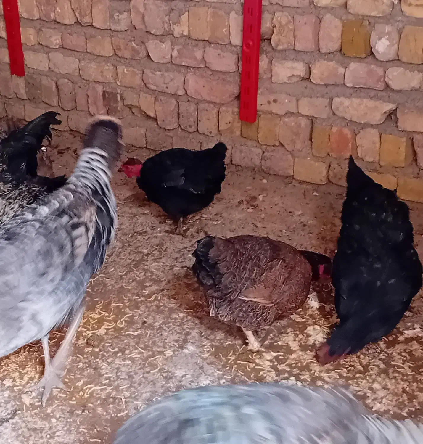 خروس و مرغ محلی|حیوانات مزرعه|دشتابی, |دیوار