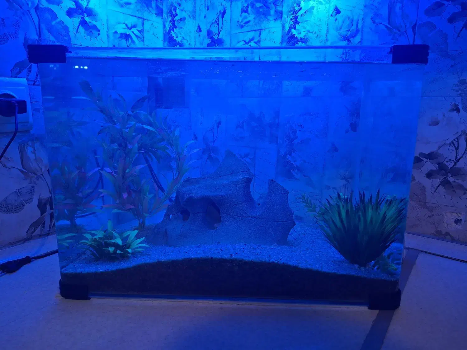 اکواریوم شیشه خم ۵۰×۳۰×۳۵|ماهی|شیراز, صنایع الکترونیک|دیوار