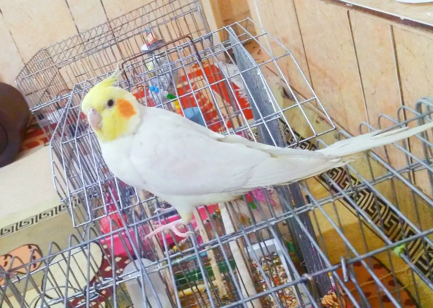 عروس هلندی نر سخنگو|پرنده|مرودشت, ثبت احوال|دیوار