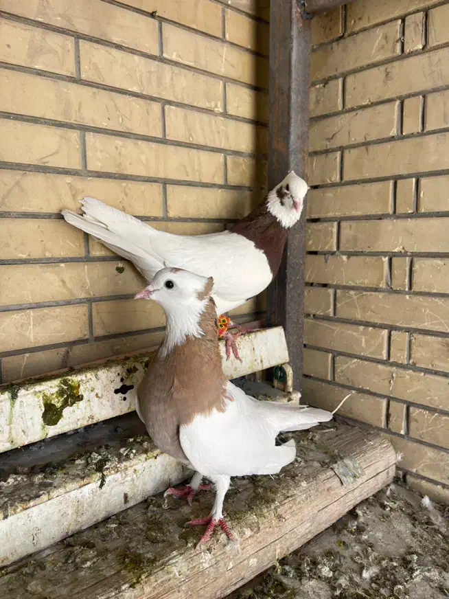 کفتر طوقی|پرنده|شیراز, شریف‌آباد|دیوار