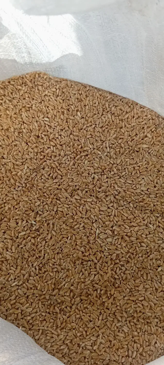 گندم بوجاری|عمده‌فروشی|چمران, |دیوار