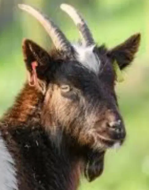 بز فروشی دونه ای 12میلیون|حیوانات مزرعه|زرند, |دیوار