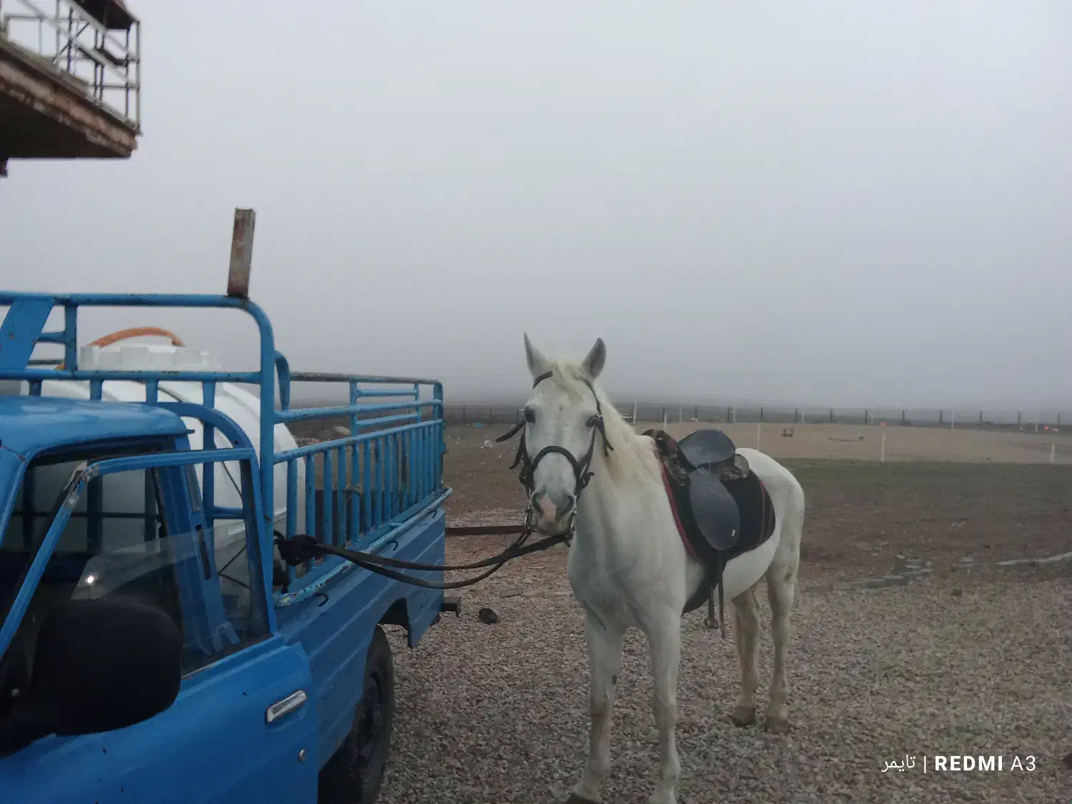 فروش دوراس مادیان|اسب و تجهیزات اسبسواری|نمین, |دیوار