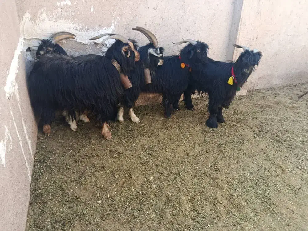 ۵راس چبش نر تخمی|حیوانات مزرعه|مرودشت, تخت جمشید|دیوار