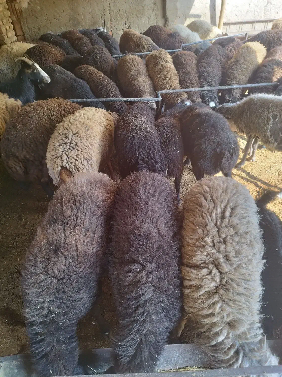 گوسفند زنده بره میش قربانی|حیوانات مزرعه|قرچک, صالح آباد|دیوار