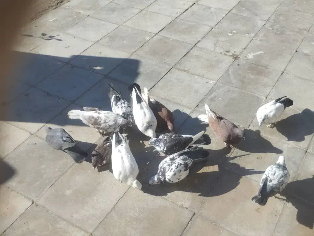 کبوتر|پرنده|گلستان (کرمان), |دیوار