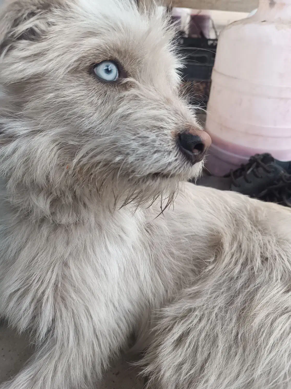 سگ شیتزو|سگ|مشهد, رباط طرق|دیوار