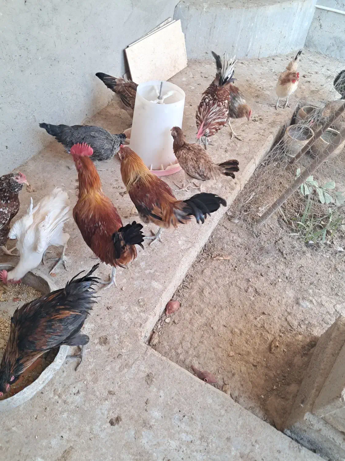 فروش خروس محلی|حیوانات مزرعه|لامرد, |دیوار