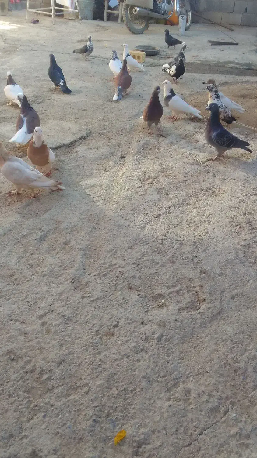 کبوتر|پرنده|اقلید, |دیوار