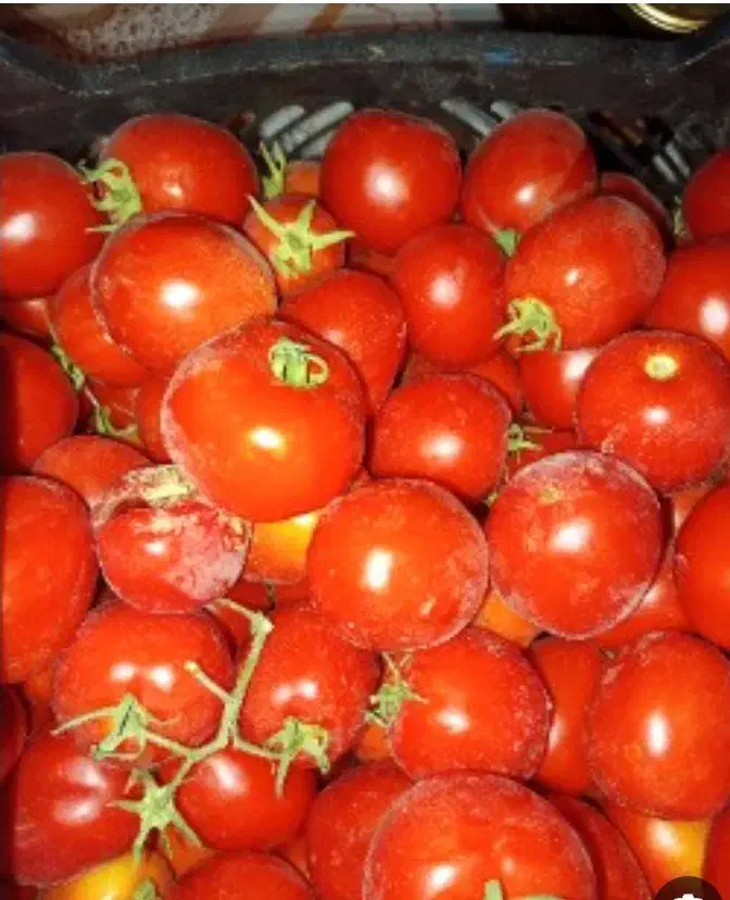 گوجه فرنگی حدود ۲۰۰ کیلو|خوردنی و آشامیدنی|مرند, |دیوار