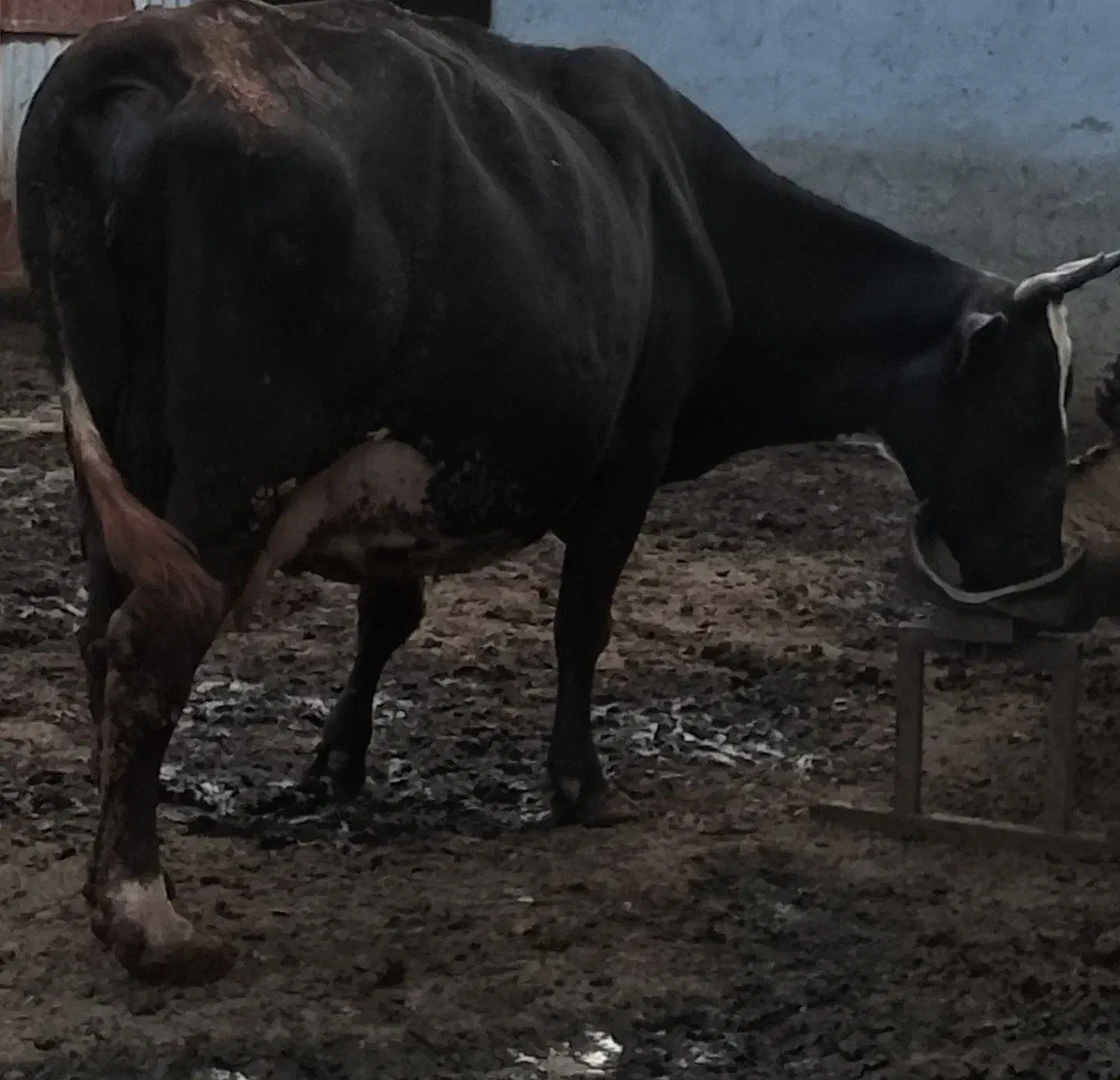 گاو آبستن شیری|حیوانات مزرعه|بیله سوار, |دیوار