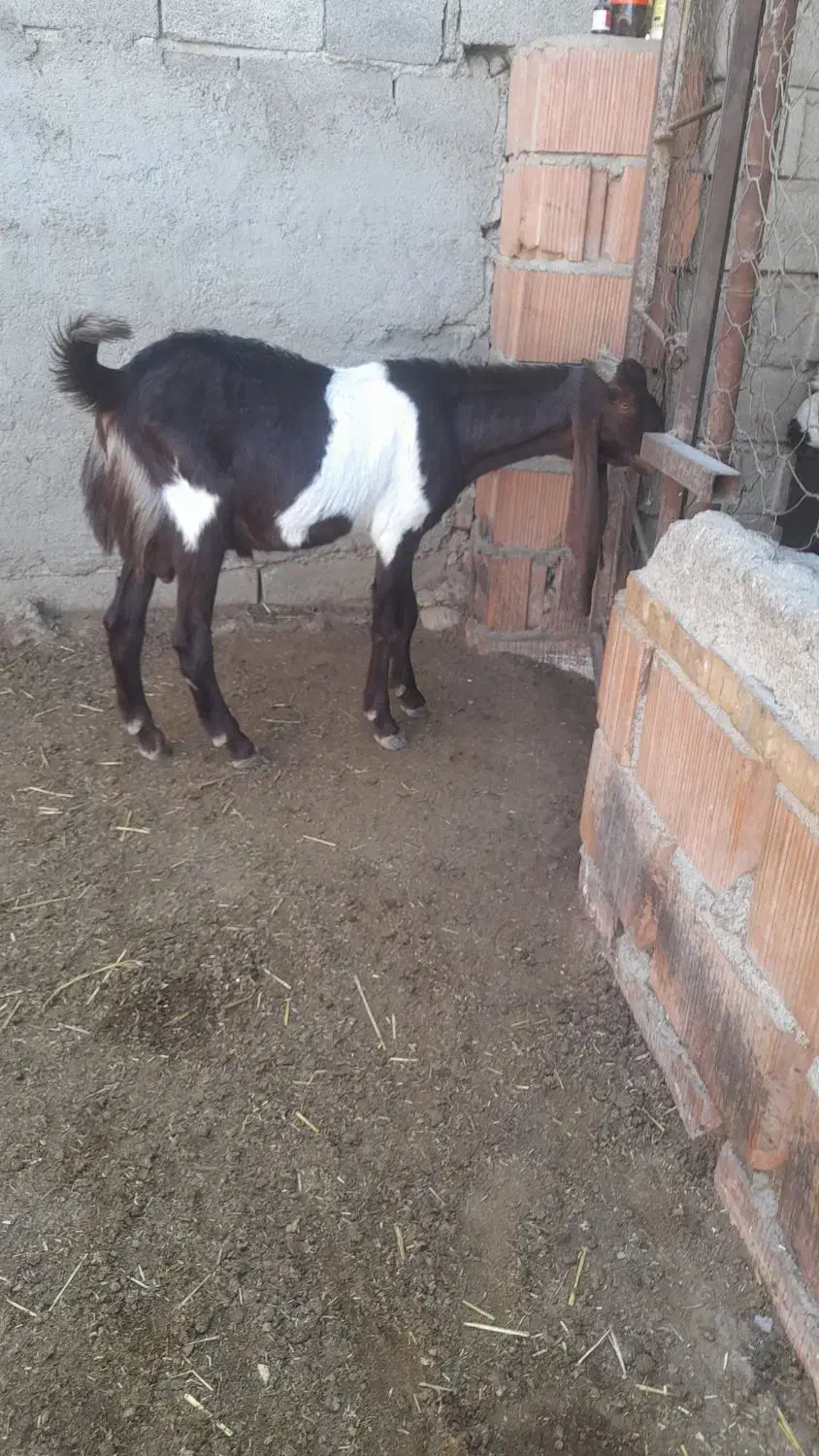 بزغاله پاکستانی|حیوانات مزرعه|گنبد کاووس, |دیوار