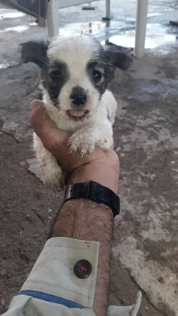 توله سگ|سگ|مرودشت, رودبال|دیوار