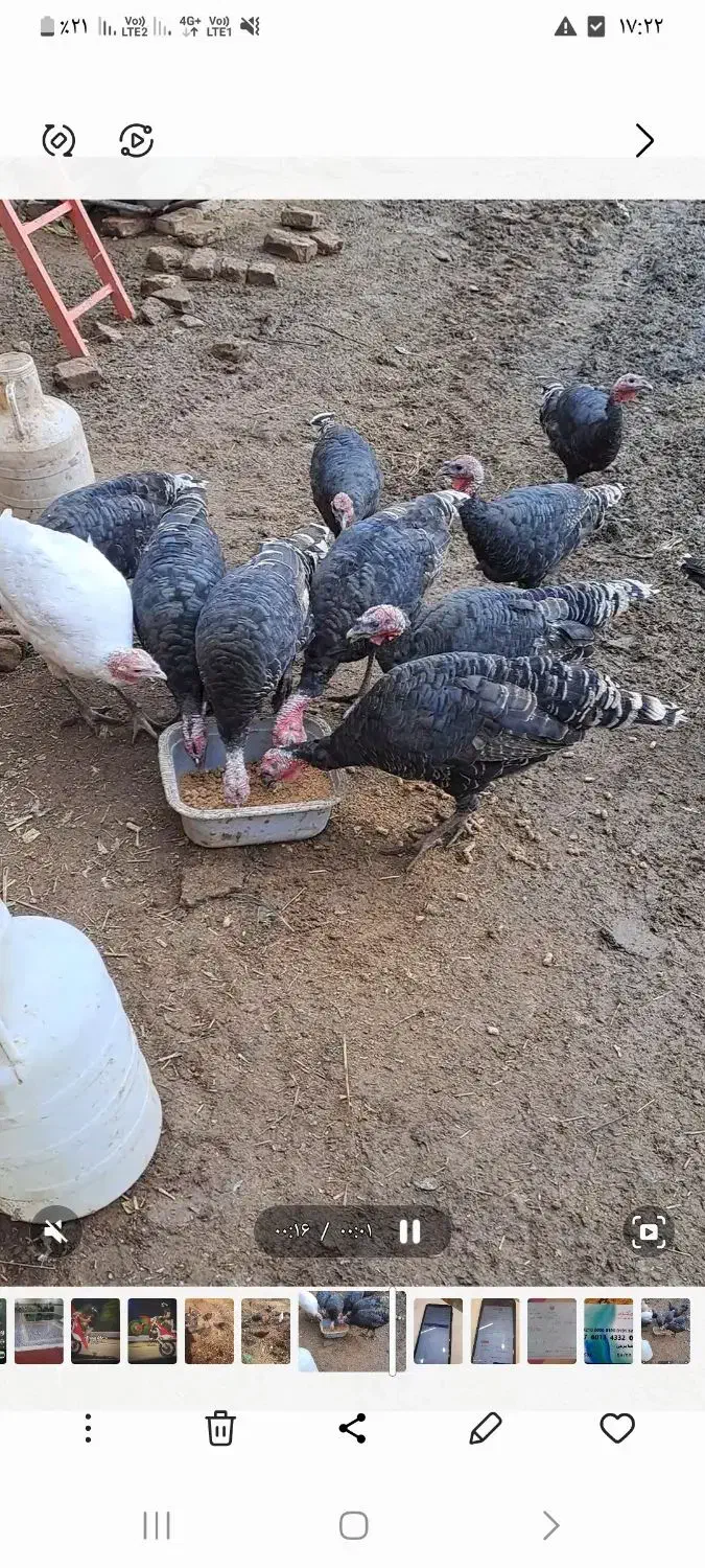 بوقلمون|حیوانات مزرعه|نیشابور, مازول|دیوار