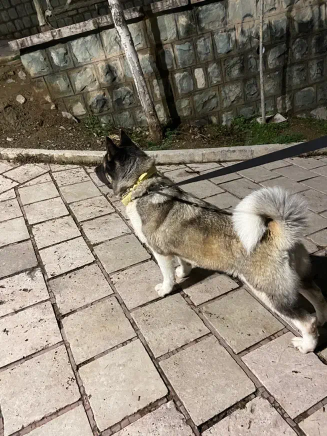 امریکن آکیتا|سگ|تهران, جنت‌آباد مرکزی|دیوار