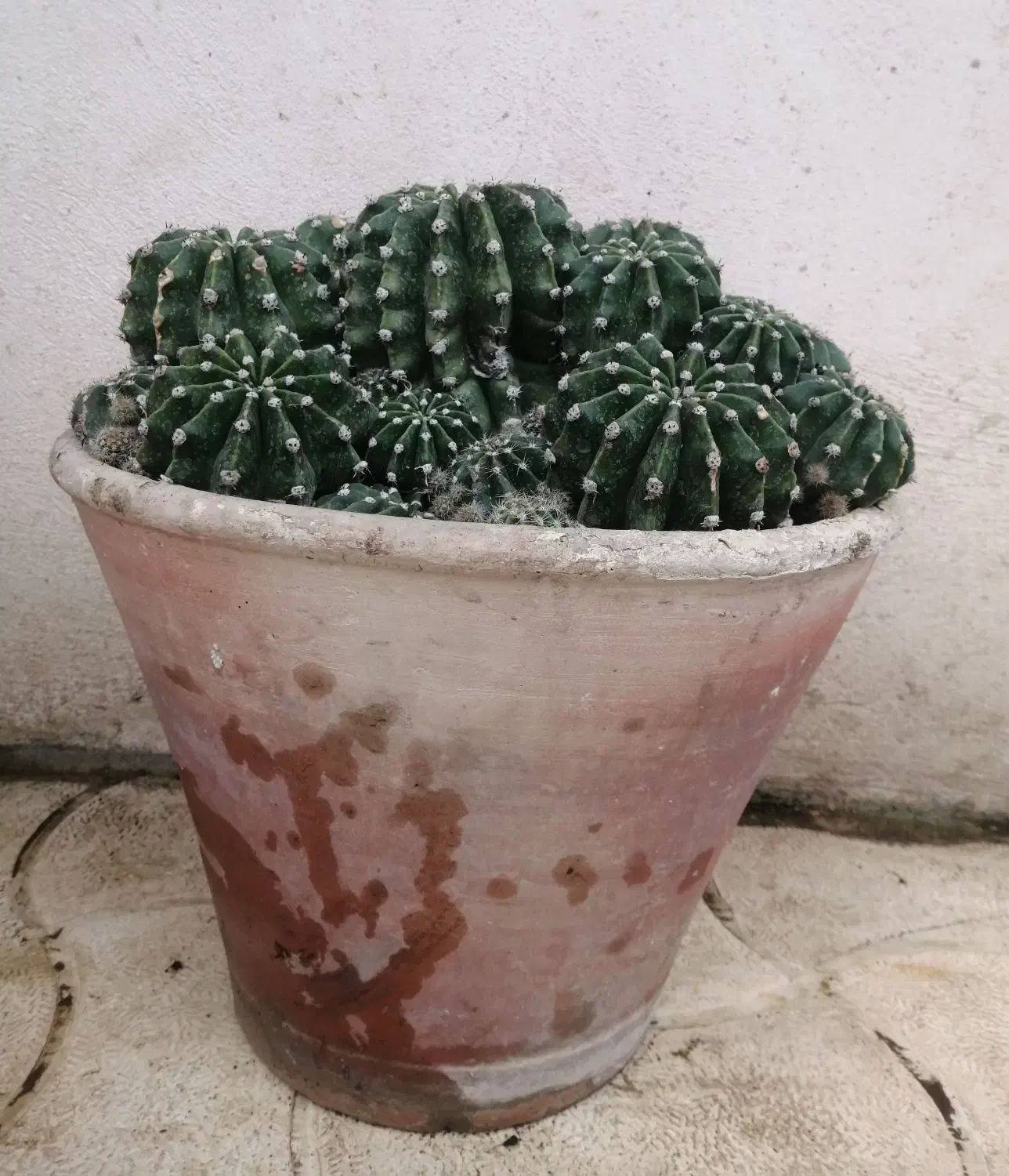 فروش کاکتوس آچینو (زیبا و کمیاب)|گل و گیاه طبیعی|اسالم, |دیوار