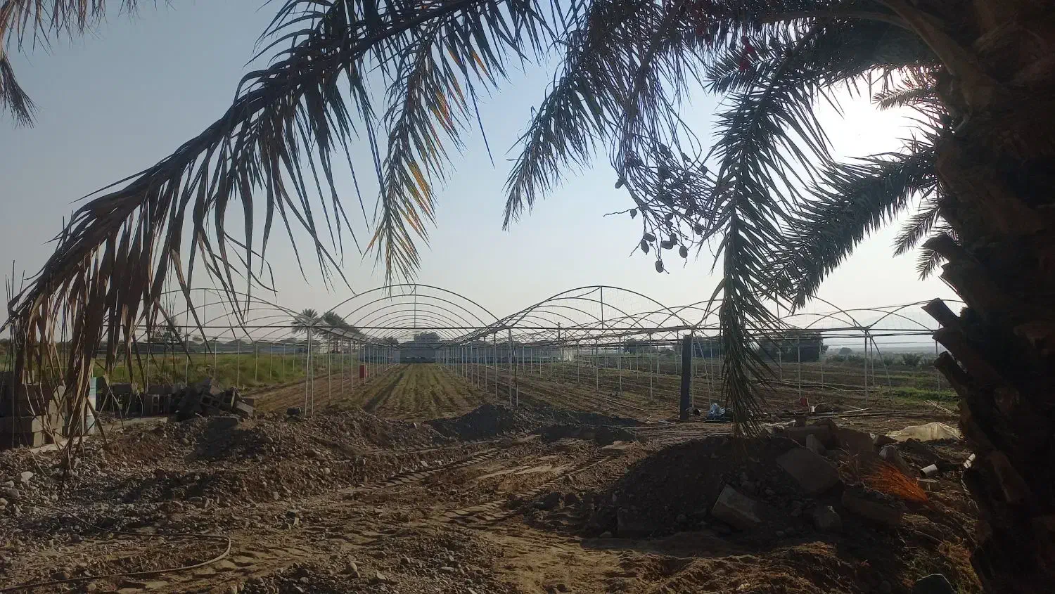 سه هزار متر گلخانه در جنگل اباد به اجاره داده م|اجارهٔ دفتر صنعتی، کشاورزی، تجاری|جیرفت, |دیوار