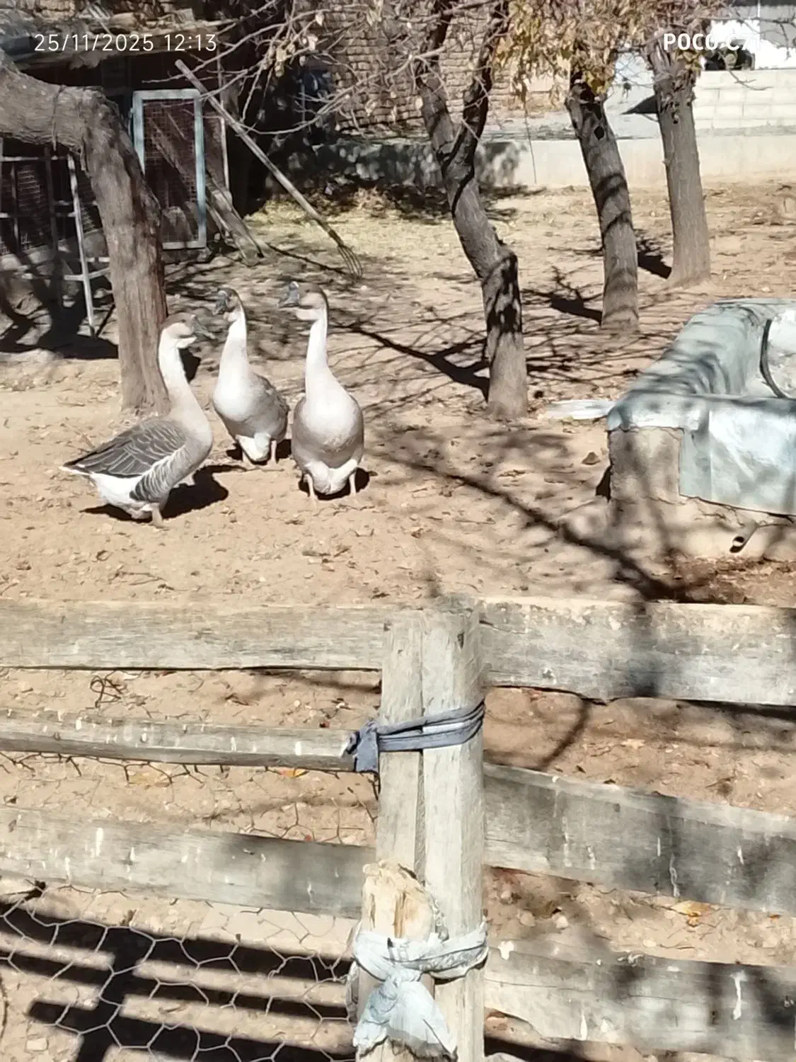 قوغاز خاکستری نر|حیوانات مزرعه|رزن, |دیوار