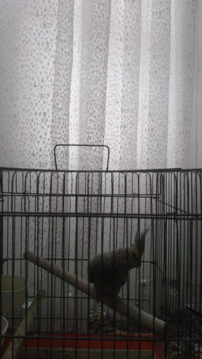 عروس هلندی|پرنده|تهران, مسعودیه|دیوار