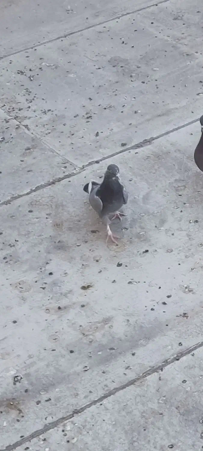 کفتر ماده سبز پرشی|پرنده|یزد, |دیوار