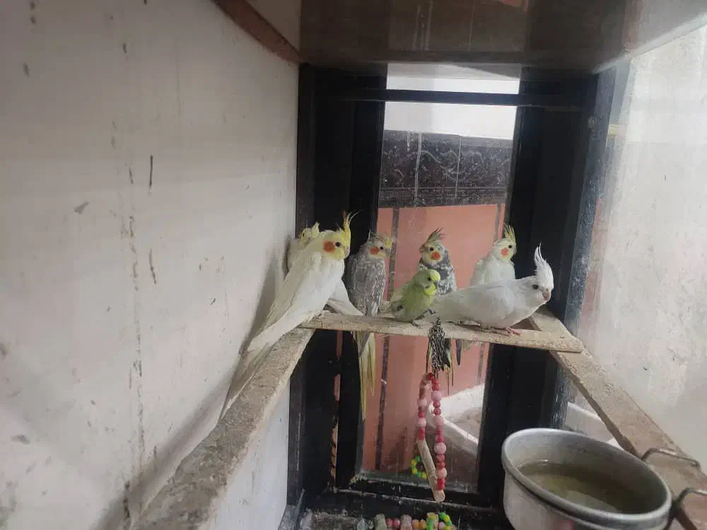 سلام 5عدد عروس خوب|پرنده|اشنویه, |دیوار