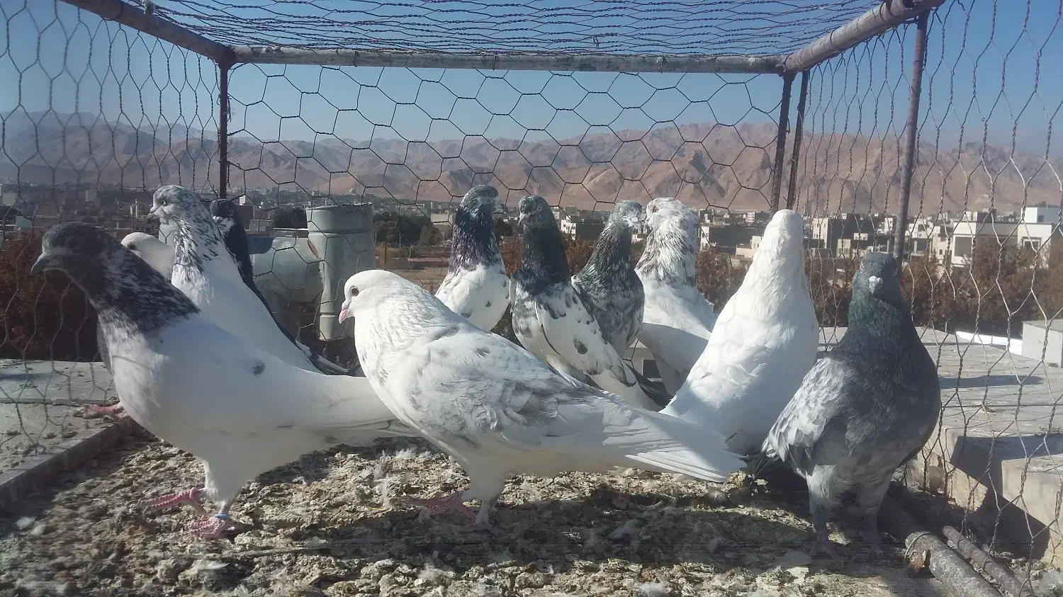 کبوتر|پرنده|شاهرود, |دیوار