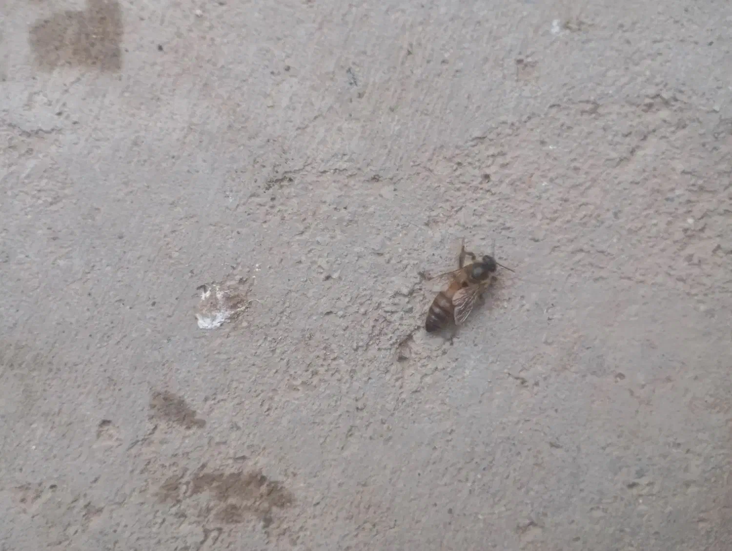 400000|حیوانات مزرعه|خواجه, |دیوار