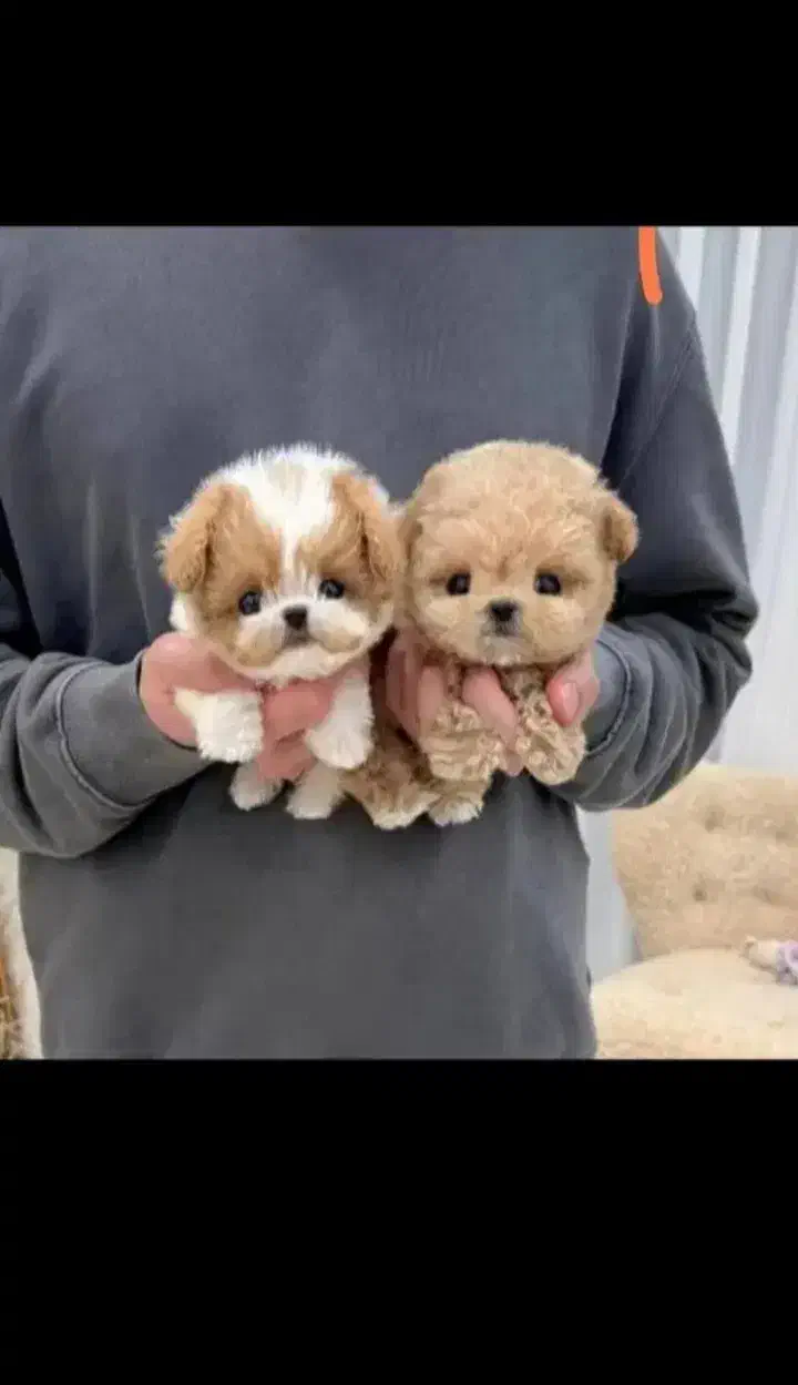 پودل عروسکی|سگ|شیراز, دکتر حسابی|دیوار