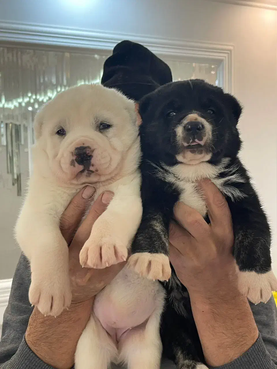 سگ آلابای سگ ماستیف روسی|سگ|کرج, کوی زنبق|دیوار