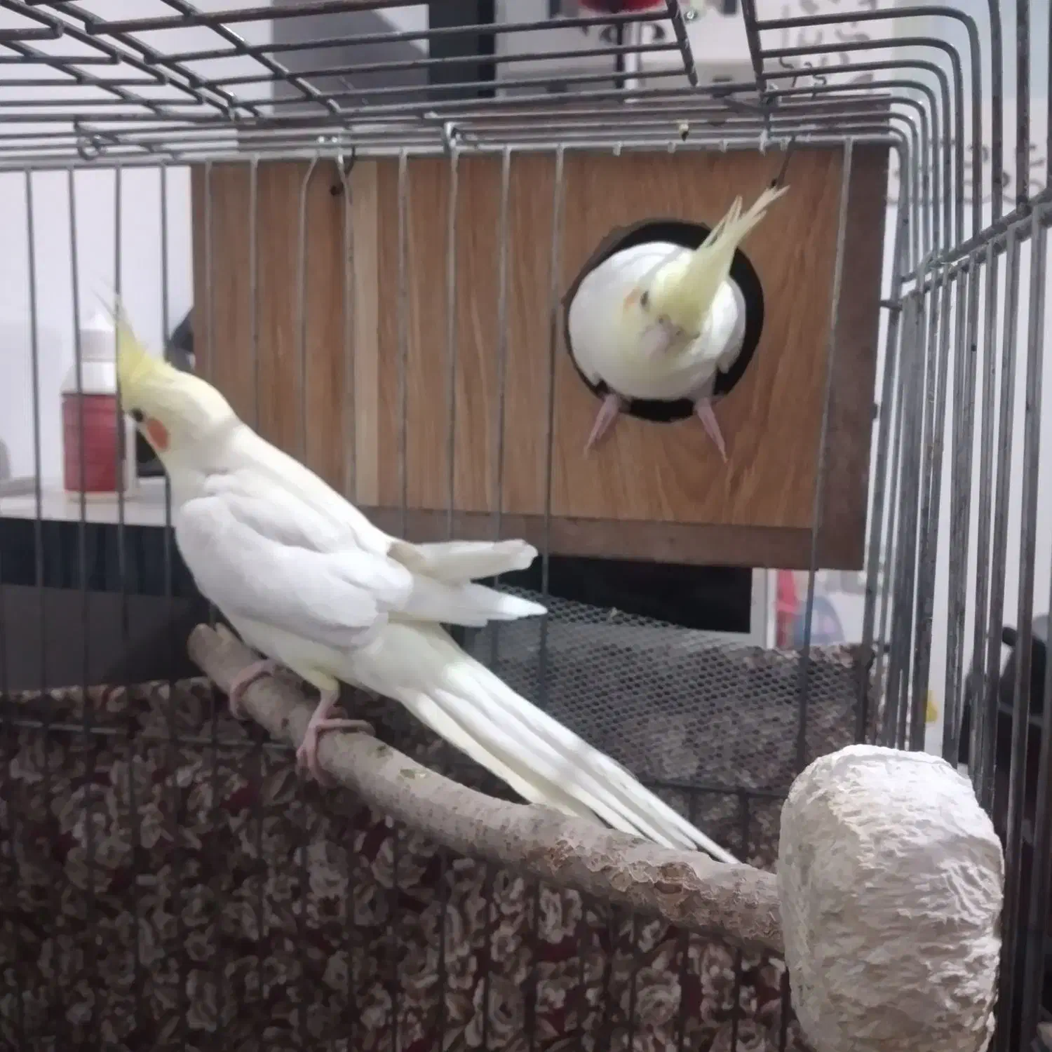 عروس هلندی لوتینو|پرنده|همدان, |دیوار