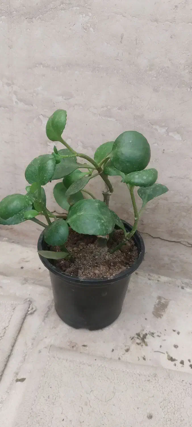 گل و گلدان|گل و گیاه طبیعی|تهران, آزادشهر|دیوار