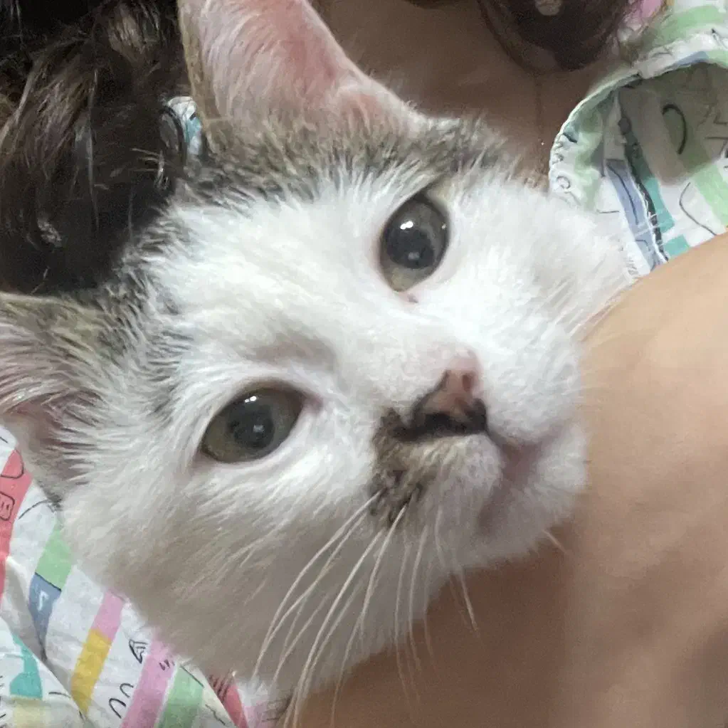 واگذاری رایگان گربه|گربه|اردبیل, |دیوار