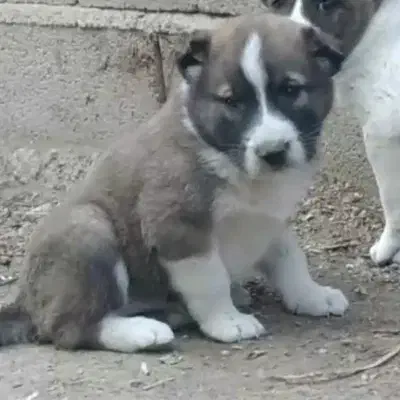 سگ الابای ترکمن و الابای روس گارد نگهبان گله|سگ|کرج, گلستان|دیوار