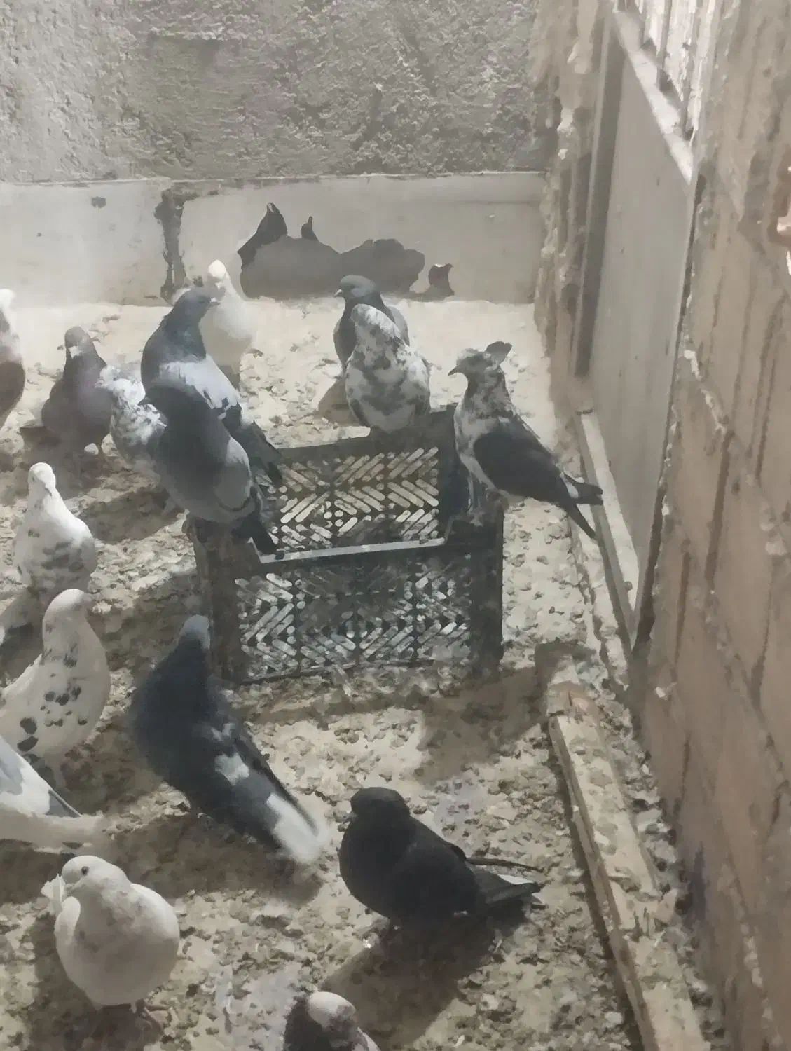 کبوتر|پرنده|گلستان (تهران), |دیوار