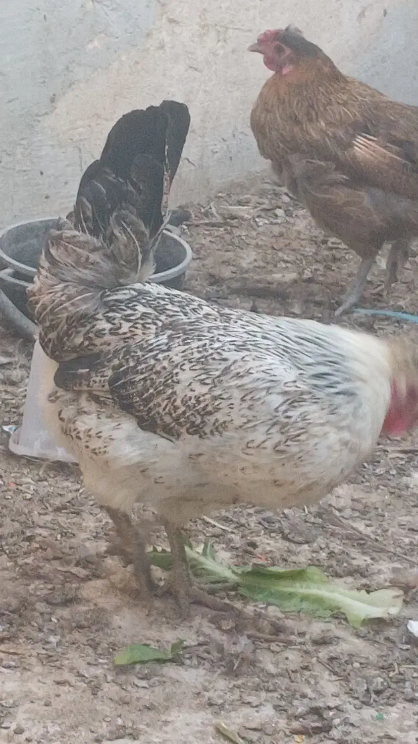 مرغ رسمی و خروس|حیوانات مزرعه|قم, شهرک امام حسین|دیوار