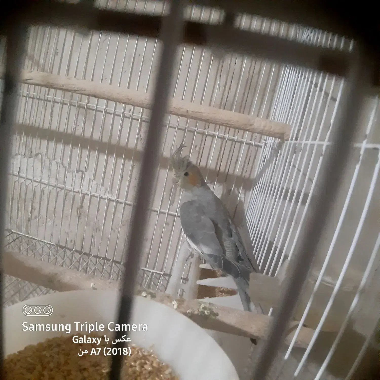 عروس هلندی|پرنده|خسروشاه, |دیوار