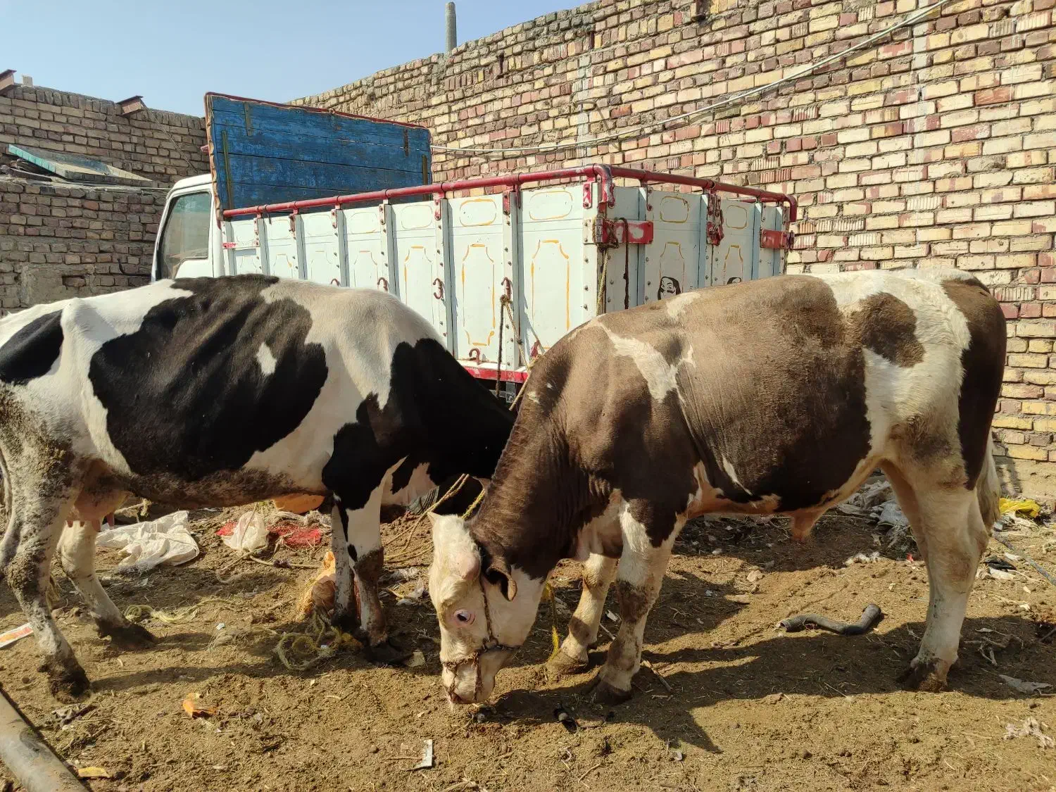 گاووگوساله|حیوانات مزرعه|زابل, |دیوار