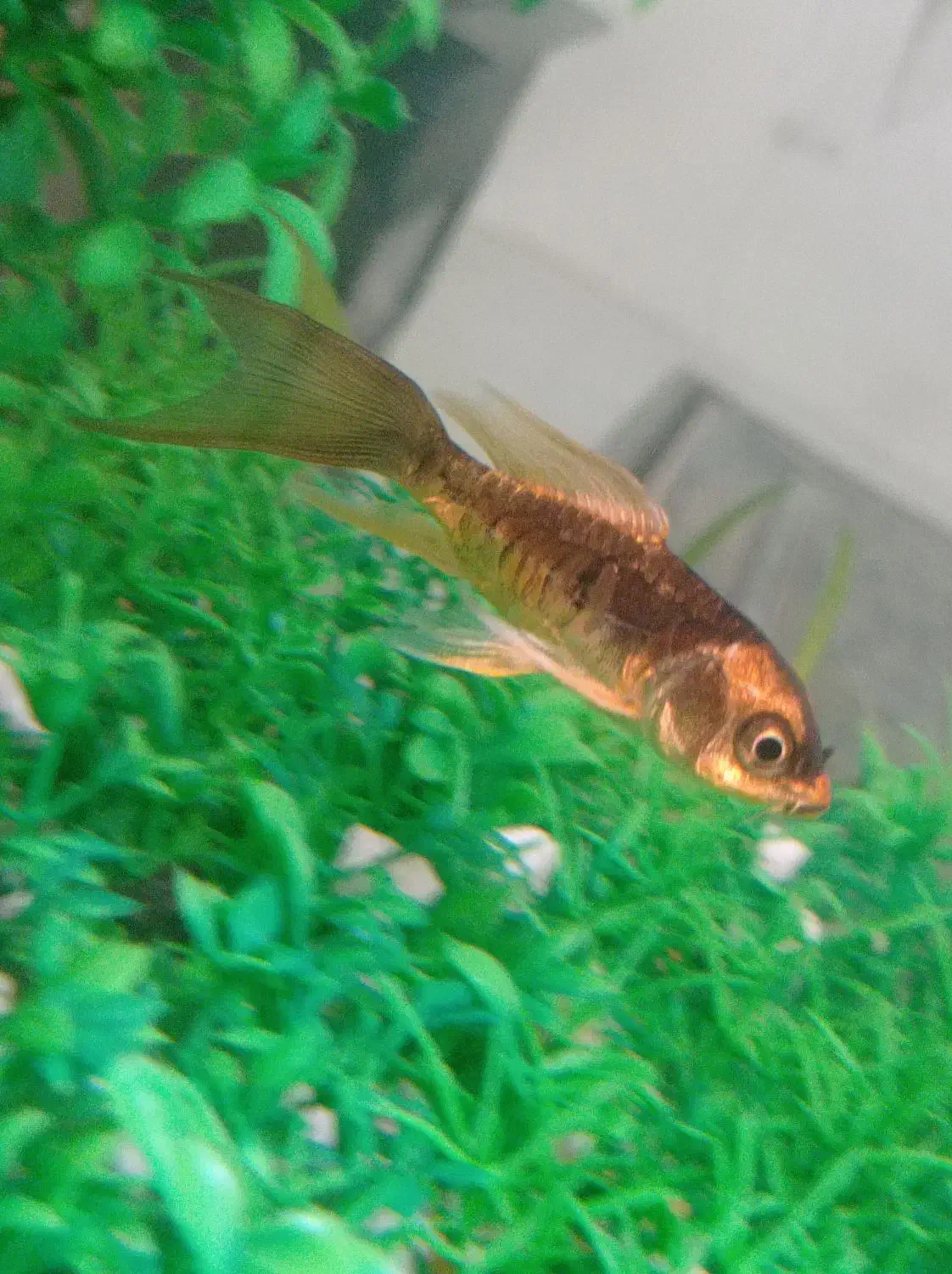 ماهی|ماهی|ارومیه, |دیوار