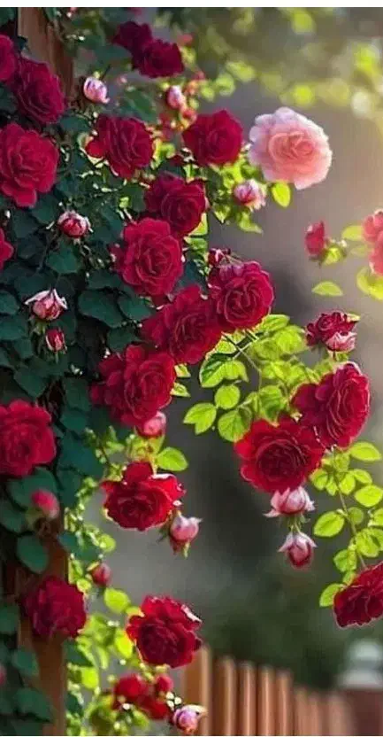 راهنمایی حال خوب|فعالیت داوطلبانه|کرمان, |دیوار