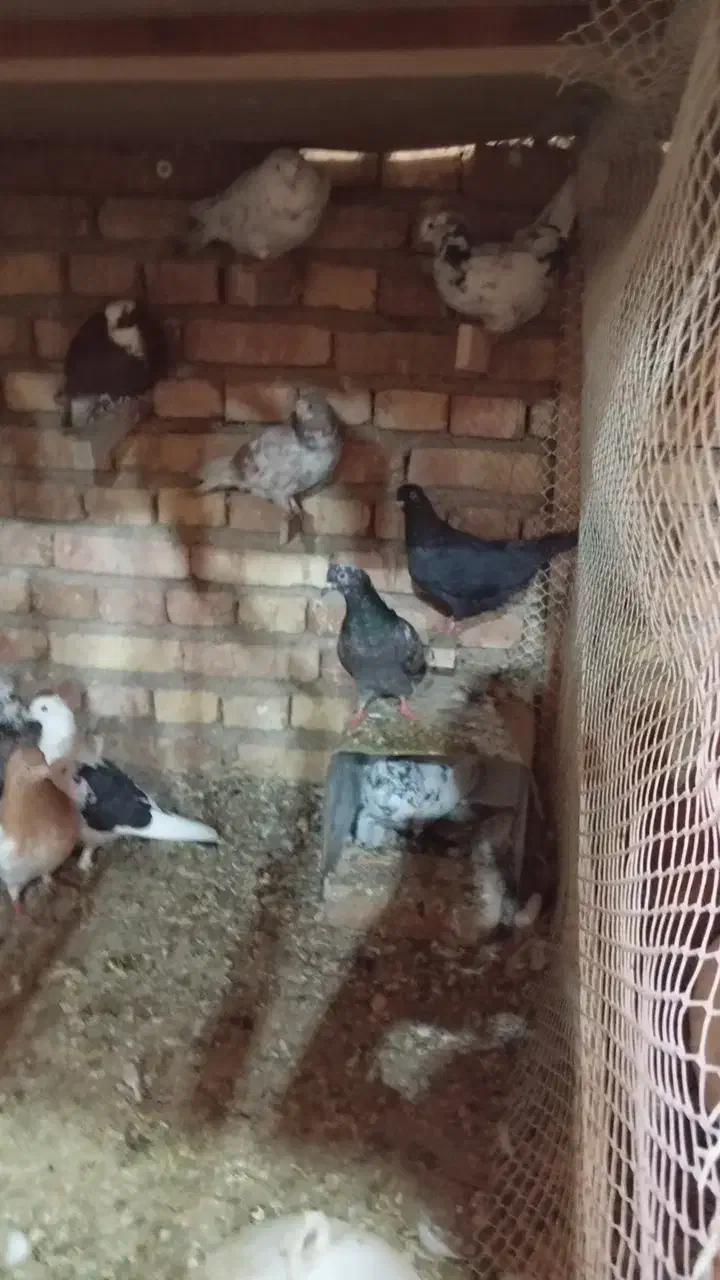 کفتر|پرنده|مرند, |دیوار