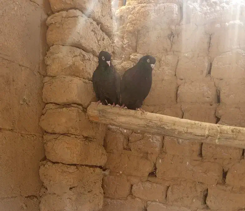 یک جفت سیاه|پرنده|کشاورز, |دیوار