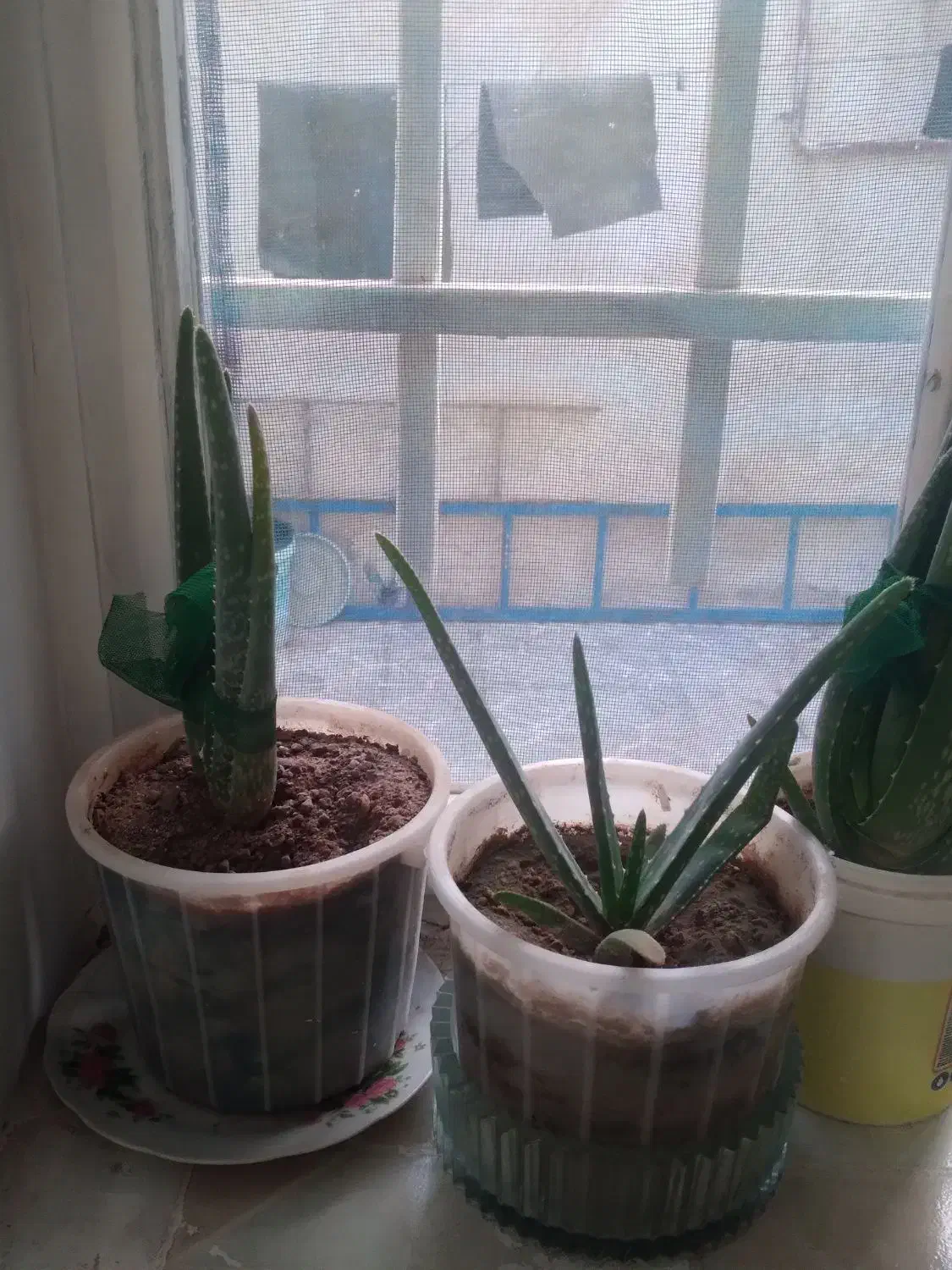 گل طبیعی|گل و گیاه طبیعی|میانه, |دیوار