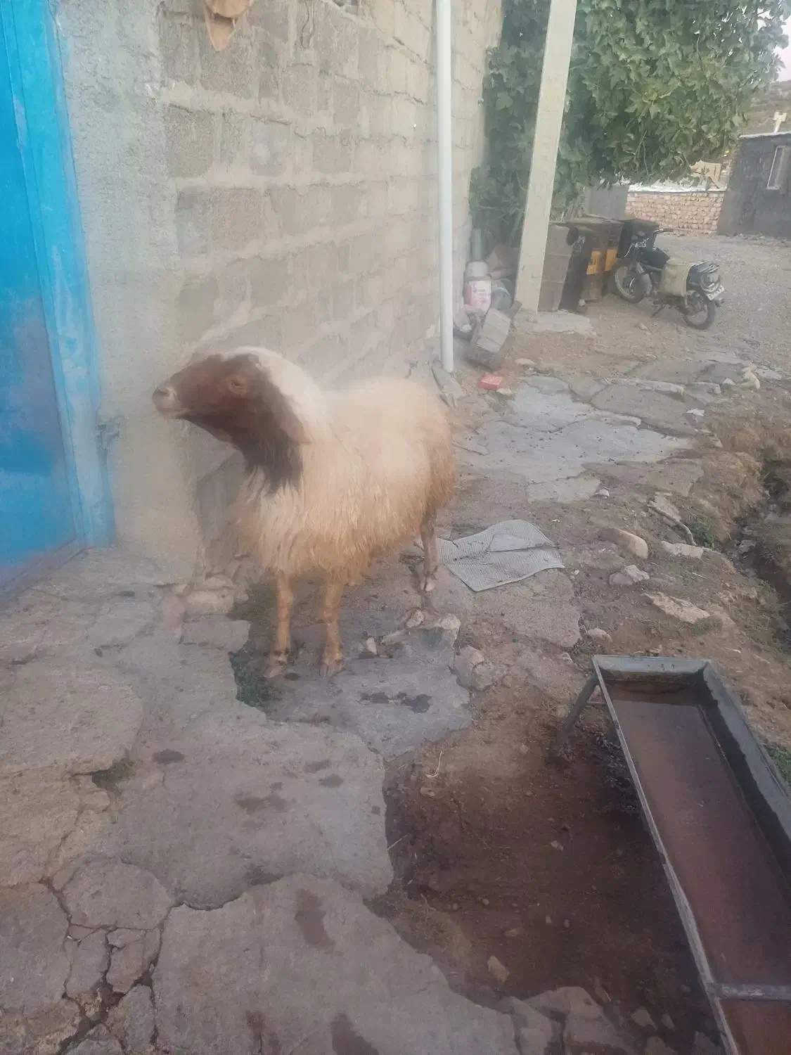 ورن اصیل سنجابی|حیوانات مزرعه|اسلام‌‌آباد غرب, |دیوار