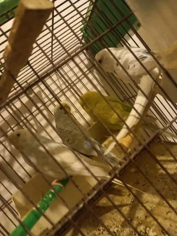 خریدو فروش مرغ عشق|پرنده|همدان, |دیوار