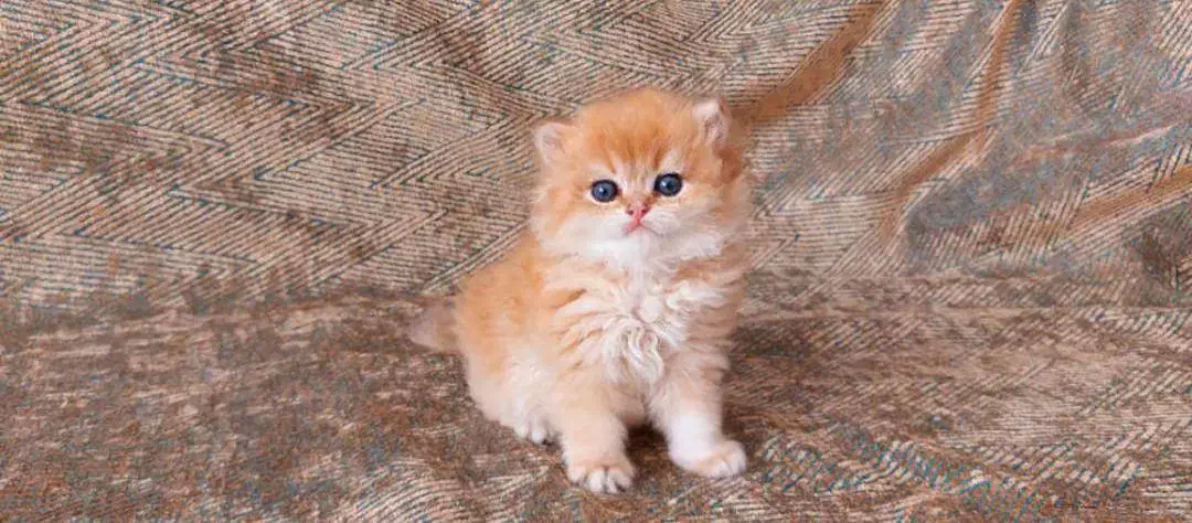 زیباترین و اصیل ترین گربه ها و باشجره|گربه|شیراز, نیایش|دیوار