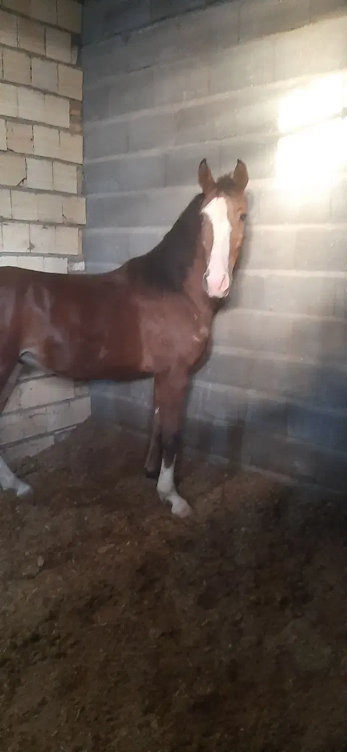 کره مادیون درشوری|اسب و تجهیزات اسبسواری|زرندیه, |دیوار