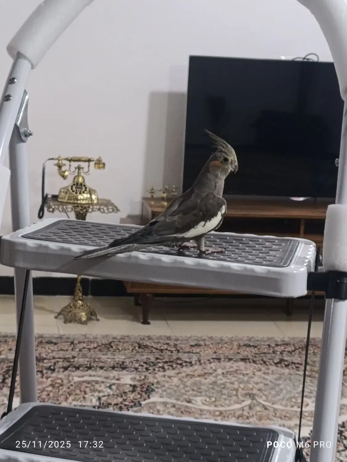 عروس هلندی نر مرغ عشق مینا طوطی برزیلی فنچ|پرنده|کرمانشاه, |دیوار