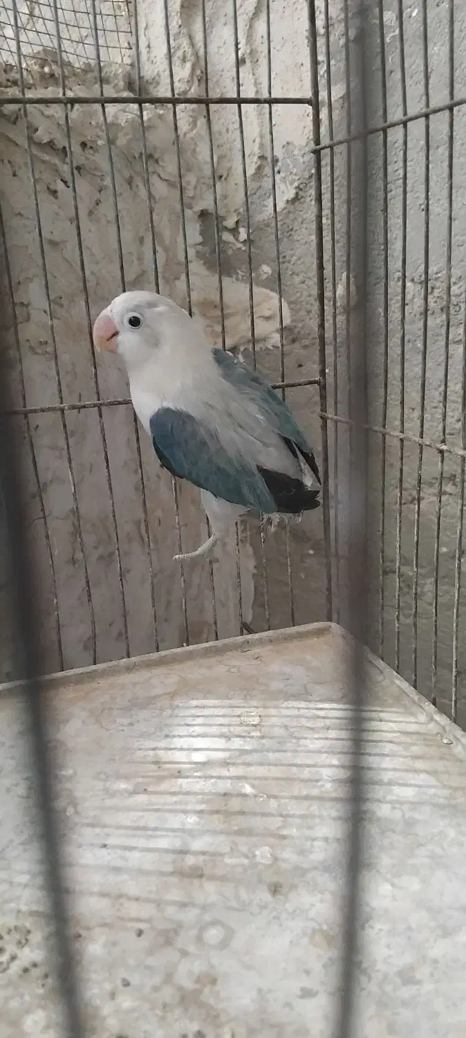 کتوله|پرنده|سراوان, |دیوار