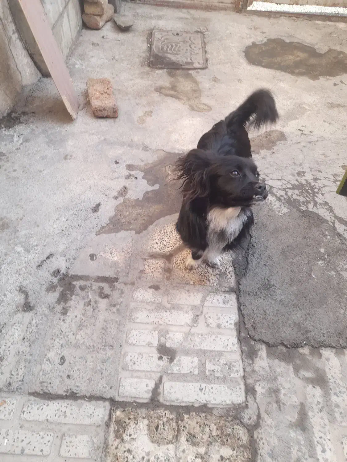 سگ اشپیتز|سگ|کرج, حصارک پایین|دیوار